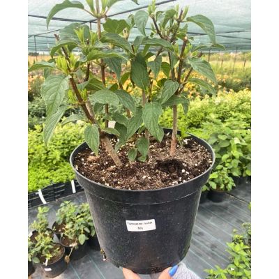 Гортензия метельчатая Долли, С10 - Dolina-Sad.Ru