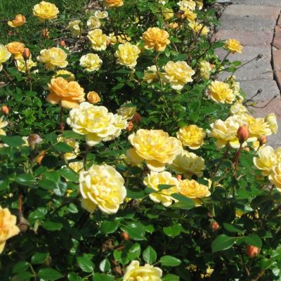 Роза Голден Дримс Роза Голден Дримс - Dolina-Sad.Ru