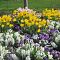 Клумба Аромат Весны Клумба Аромат Весны фото