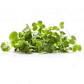 Семена Микрозелени - Dolinasad.by
