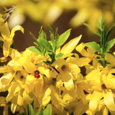 Форзиция европейская Форзиция европейская фото