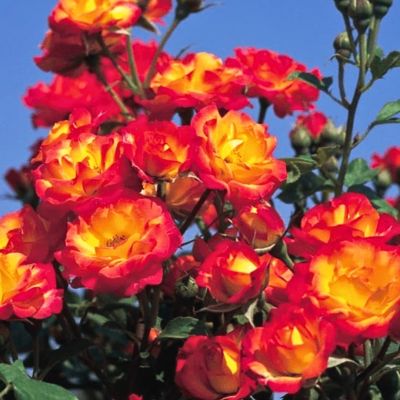 Роза Тайфун Роза Тайфун - Dolina-Sad.Ru