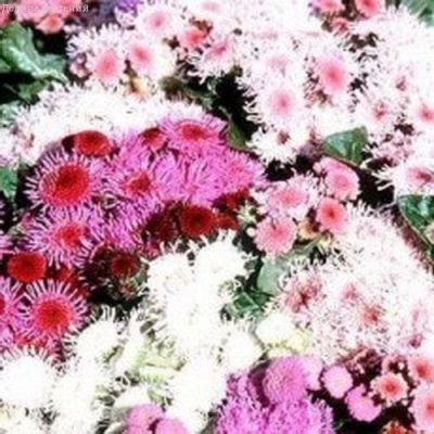 Агератум Бонжур, смесь Агератум Бонжур, смесь фото