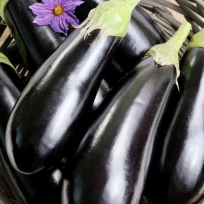 Баклажан Черный Ворон F1 Баклажан Черный Ворон F1 фото