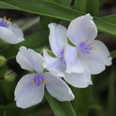 Традесканция Оспрей Традесканция Оспрей - Dolina-Sad.Ru