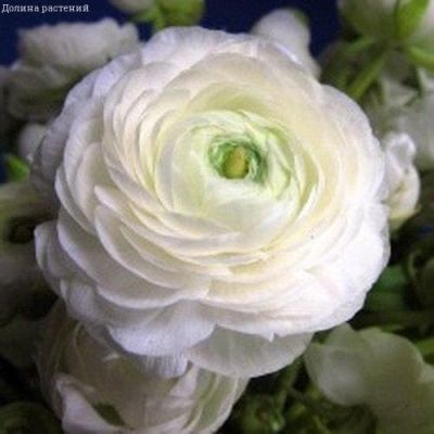 Ранункулюс Цветущая долина белая F1 Ранункулюс Цветущая долина белая F1 фото
