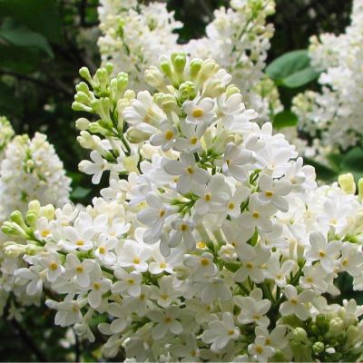 Сирень Агнесс Смит Сирень Агнесс Смит - Dolina-Sad.Ru