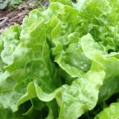 Салат Задор (А) Салат Задор (А) фото