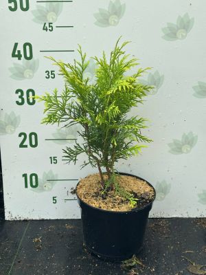 Туя Западная Голден Глобе, С2 - Dolina-Sad.Ru