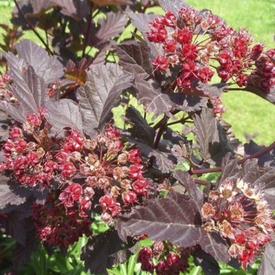 Пузыреплодник калинолистный Шух Пузыреплодник калинолистный Шух фото