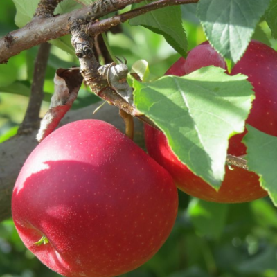 Яблоня Лучезарное/Осенняя Яблоня Лучезарное/Осенняя фото