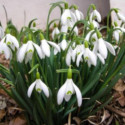 Подснежник Нивалис Подснежник Нивалис фото