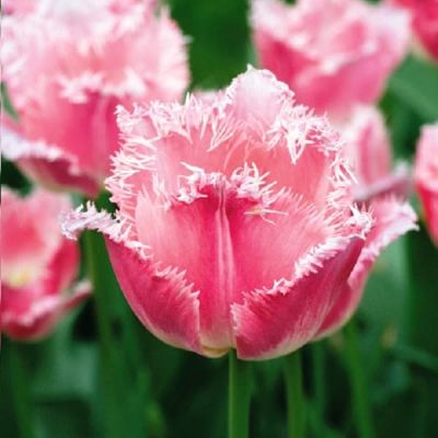 Тюльпан Бель Сонг Тюльпан Бель Сонг фото