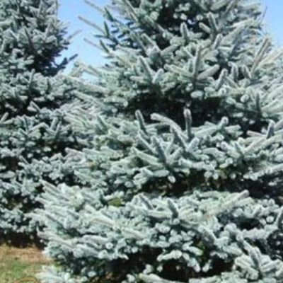 Ель колючая Эрих Фрам Ель колючая Эрих Фрам фото