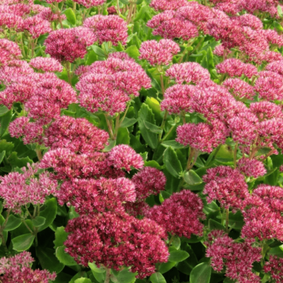 Седум видный Бриллиант Седум видный Бриллиант фото