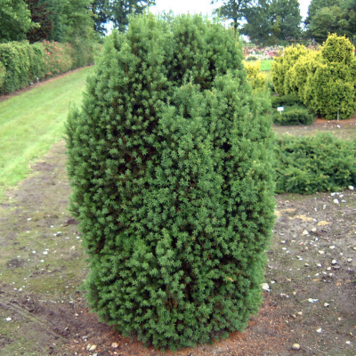 Тис ягодный Оверендери Тис ягодный Оверендери - Dolina-Sad.Ru