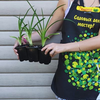 Лилейник Дестинет ту Си фото