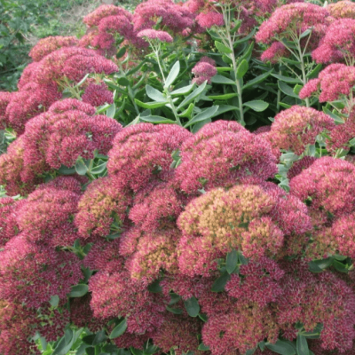 Седум видный Бриллиант Седум видный Бриллиант фото