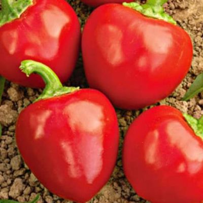 Перец Конфетка F1 10 шт. автор. Перец Конфетка F1 10 шт. автор. фото