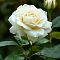 Роза Белый Медведь (аромат) - Dolina-Sad.Ru