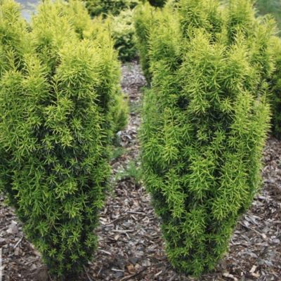 Тис средний Стефания Тис средний Стефания - Dolina-Sad.Ru