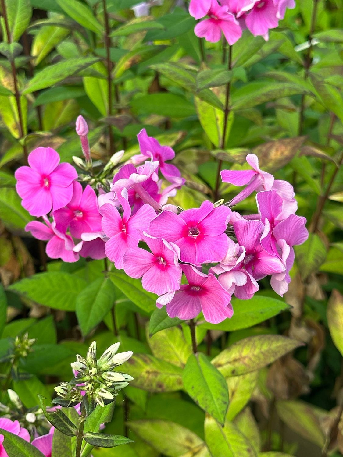 Флокс метельчатый Ева Каллам - Dolina-Sad.Ru