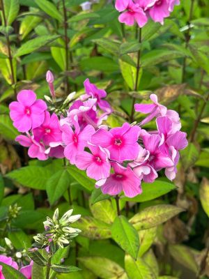 Флокс метельчатый Ева Каллам - Dolina-Sad.Ru