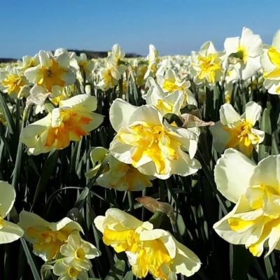 Нарцисс Донаупарк Нарцисс Донаупарк - Dolina-Sad.Ru