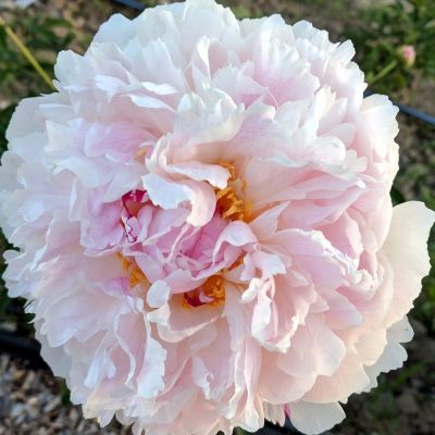 Пион Чинук Пион Чинук фото