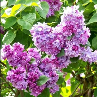 Сирень Катерина Хавемейер Сирень Катерина Хавемейер фото