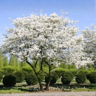 Ирга Ламарка, С3 Ирга Ламарка, С3 - Dolina-Sad.Ru