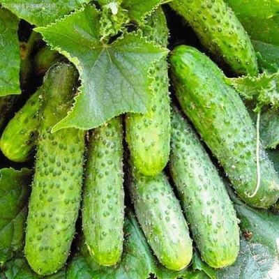 Огурец Тополек F1 Огурец Тополек F1 фото