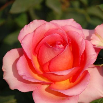 Роза Мондиаль Роза Мондиаль - Dolina-Sad.Ru