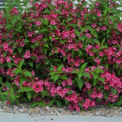 Вейгела Румба, С3 - Dolina-Sad.Ru