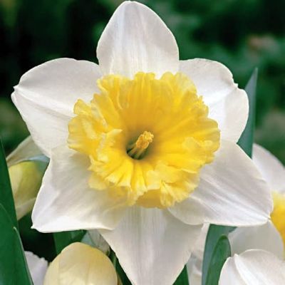 Нарцисс Айс Фоллис Нарцисс Айс Фоллис фото