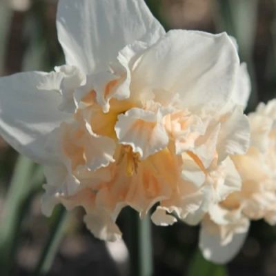 Нарцисс Пальмарис Нарцисс Пальмарис - Dolina-Sad.Ru