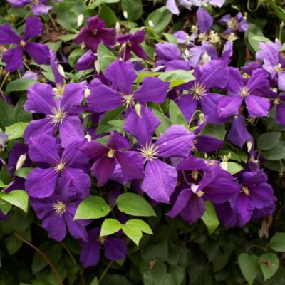 Клематис Пантер Клематис Пантер - Dolina-Sad.Ru