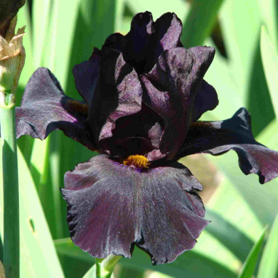 Ирис Блэк Драгон Ирис Блэк Драгон фото