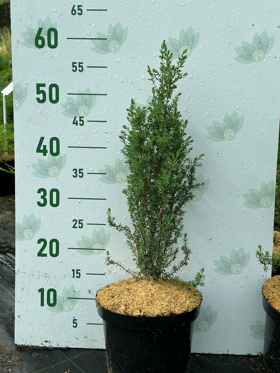 Можжевельник обыкновенный Арнольд, С3 Можжевельник обыкновенный Арнольд, С3 - Dolina-Sad.Ru