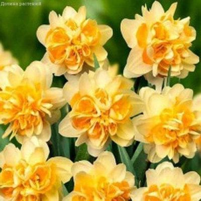 Нарцисс Пич Кобблер Нарцисс Пич Кобблер фото