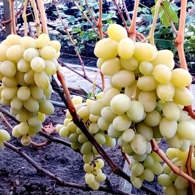 Виноград Ландыш Виноград Ландыш - Dolina-Sad.Ru