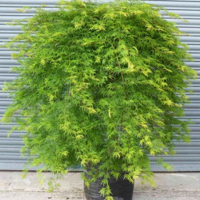 Клён дланевидный Эмеральд Лейс Клён дланевидный Эмеральд Лейс фото