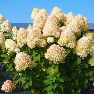 Гортензия метельчатая Селекшн Гортензия метельчатая Селекшн - Dolina-Sad.Ru