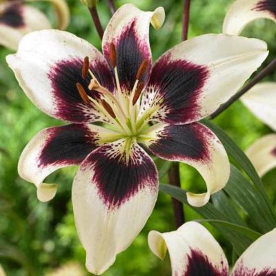 Лилия Патрисиа прайд Лилия Патрисиа прайд фото