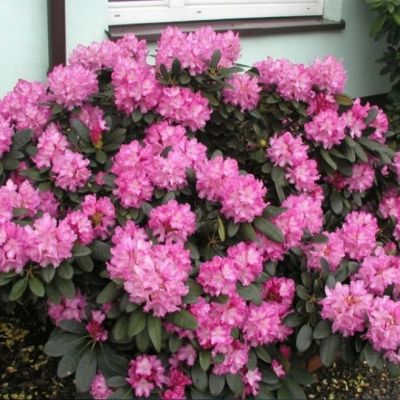 Рододендрон Аркадиус Рододендрон Аркадиус фото