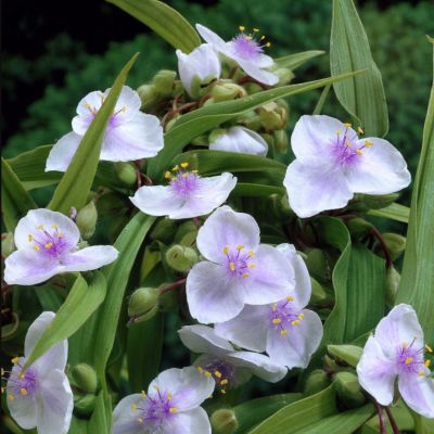 Традесканция Оспрей Традесканция Оспрей - Dolina-Sad.Ru