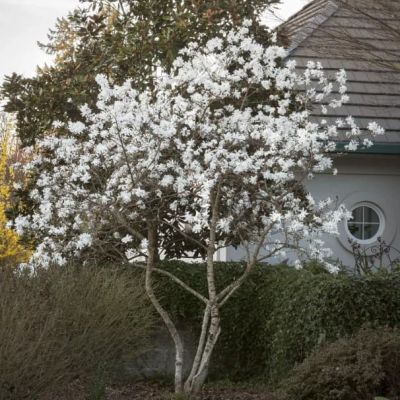 Магнолия Роял Стар фото