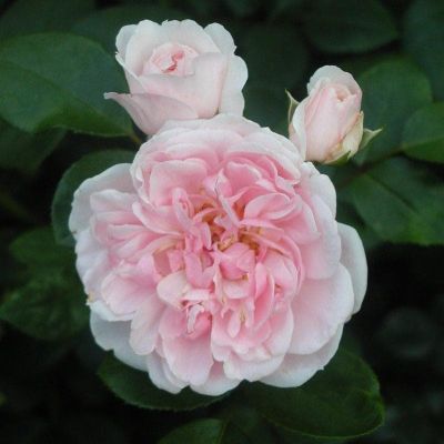 Роза Синдерелла Роза Синдерелла фото