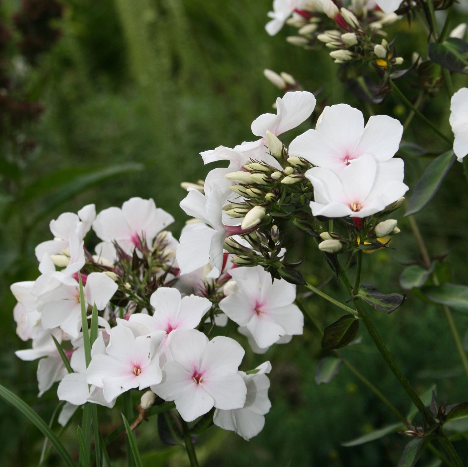 Флокс метельчатый Попай Флокс метельчатый Попай - Dolina-Sad.Ru