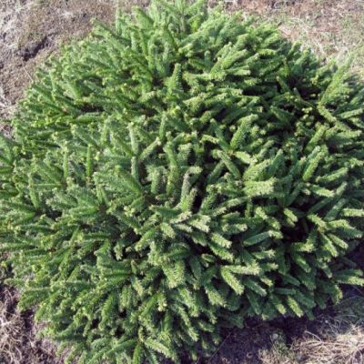 Ель обыкновенная Пумила Ель обыкновенная Пумила фото